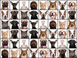 © Djomas - Beautiful animals in a collage in front of a white background