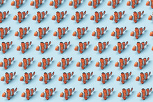 Pattern Of Clownfish