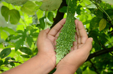 Wall Mural - Closeup of hands holding a green ripe bitter gourd on the vine in a garden