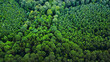 Aufforstung - Luftaufnahme von gesunden natürlichen Wäldern in der Natur Landschaft - Nachhaltige Umwelt Wald Forstwirtschaft - Industrie