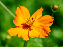 Closeup Shot Of A Beautiful Orange Cosmos On A Green Blurred Background