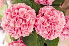 Pink Hortensia Flower