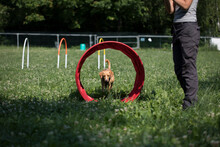 Dog Training Obedience With Owner