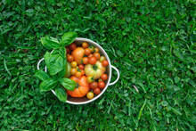 Fresh Garden Tomatoes And Basil 