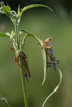 Grasshopper Hanging Onto Leaves