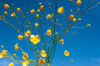 © Alexandra Stets(Liven)/Stocksy - Yellow flowers on blue sky