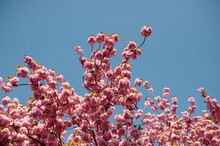 Cherry Blossom On Blue Sky 