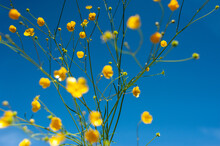 Yellow Flowers On Blue Sky