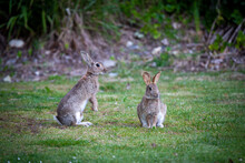 Rabbits Breed Really Fast And Are A Major Pest In Central Otago, New Zealand