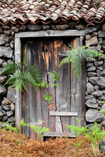 An Old Wooden Door With Ferns Coming Out.