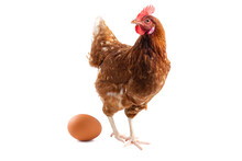 Hen Standing On Side Isolated On White Background, Concept Eggs Fresh From Farm