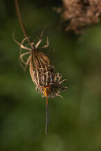 Orange Damselfly Dragonfly On Seed Pod 