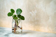 © Vera Lair/Stocksy - Baby Pilea