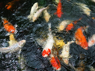 Wall Mural - dark background and colorful Cyprinus carpio are swimming in the koi pound  design for Aisa gardening design style