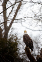 Bald Eagle Looking At Camera From A High Tree Stump