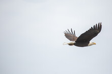 Flying American Bald Eagle