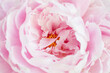 © Kristin Duvall/Stocksy - Pink peony flower closeup