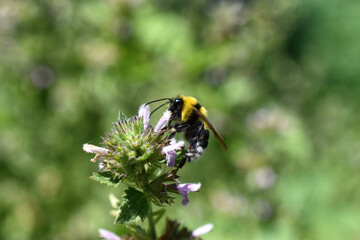 Sticker - Selective focus shot of a bee collecting the nectar of a flower