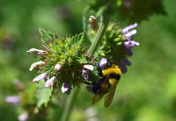 Sticker - Selective focus shot of a bee collecting the nectar of a flower