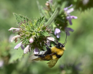 Sticker - Selective focus shot of a bee collecting the nectar of a flower