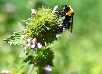 Sticker - Selective focus shot of a bee collecting the nectar of a flower