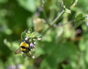 Sticker - Selective focus shot of a bee collecting the nectar of a flower