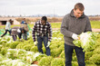 © JackF - Farm worker hand harvesting organic green lettuce crop on fertile agriculture land