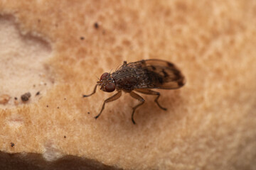 Canvas Print - Closeup shot of a Stable fly