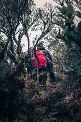 Two adult male hikers walking along a path surrounded by paramo vegetation with bushes and green trees in the rain forest on a cold and cloudy day on the Ena hill in Costa Rica