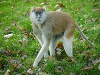 Sticker - Closeup shot of Patas monkey walking in the bushes