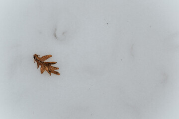 Sticker - Top view of a dried oak leaf on a snowfield