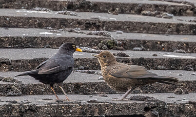 Closeup of two blackbirds on the stone stairs.