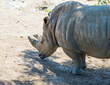 African rhinoceros in the wild.