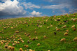 A flock of sheep grazes in a meadow under a blue sky with white clouds. This is how sheep are grown for wool production.