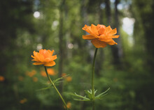Two Orange Globeflowers On A Forest Background