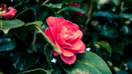 Canvas Print - Camellia flower