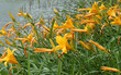 (Hemerocallis middendorffii) Blütezeit von Taglilie oder Middendorffs Taglilien in gelbes Blütenmeer mit neue Knospen die den Platz der verblühten Blumen einnehmen
