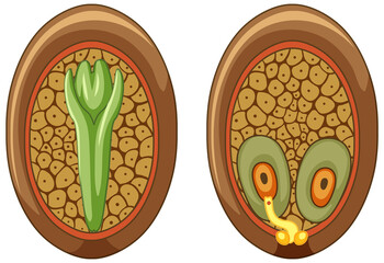 Wall Mural - structure of megasporangium in gymnosperms