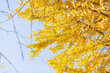 autumn yellow tree leaves in yoyogi park, tokyo, japan