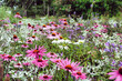 © Alexandra - Echinacea 'Pink Parasol' and Echinacea pallida 'pale purple' in flower