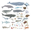 Vector Big Set of Sea Animals Illustrations