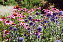 Echinacea 'Pink Parasol' And Echinops Ritro Veitch's Blue Globe Thistle In Flower