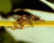 Ants taking care of aphids on stem