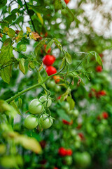 Wall Mural - Tomato branches in the garden. Mature red and unripe green tomatoes grow in the garden. The concept of harvesting.