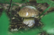 Mushroom in Carpathians
