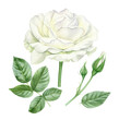 Watercolor illustration of white rose flower, buds and leaves. Floral design elements set.