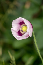 Close Up Of A Pink And Yellow Poppy Flower