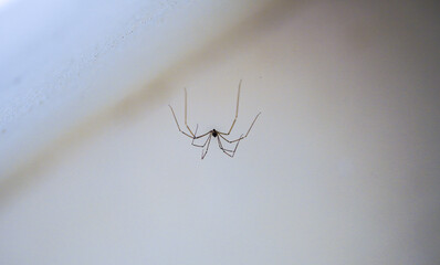 Wall Mural - Closeup shot of a spider