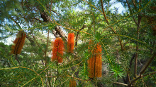 Ku-ring-gai National Park In Sydney, Australia With Yellow And Orange Bottlebrush Flowers On Trees