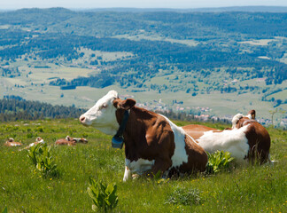 Wall Mural - Vaches montbéliardes au pâturage sur le mont d'Or à Longevilles-Mont-d'Or, Doubs, France